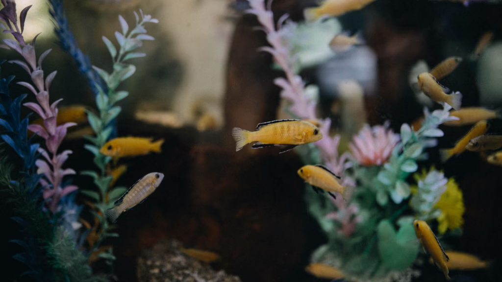 Orange fish swimming among colorful artificial plants in an aquarium. (informative)